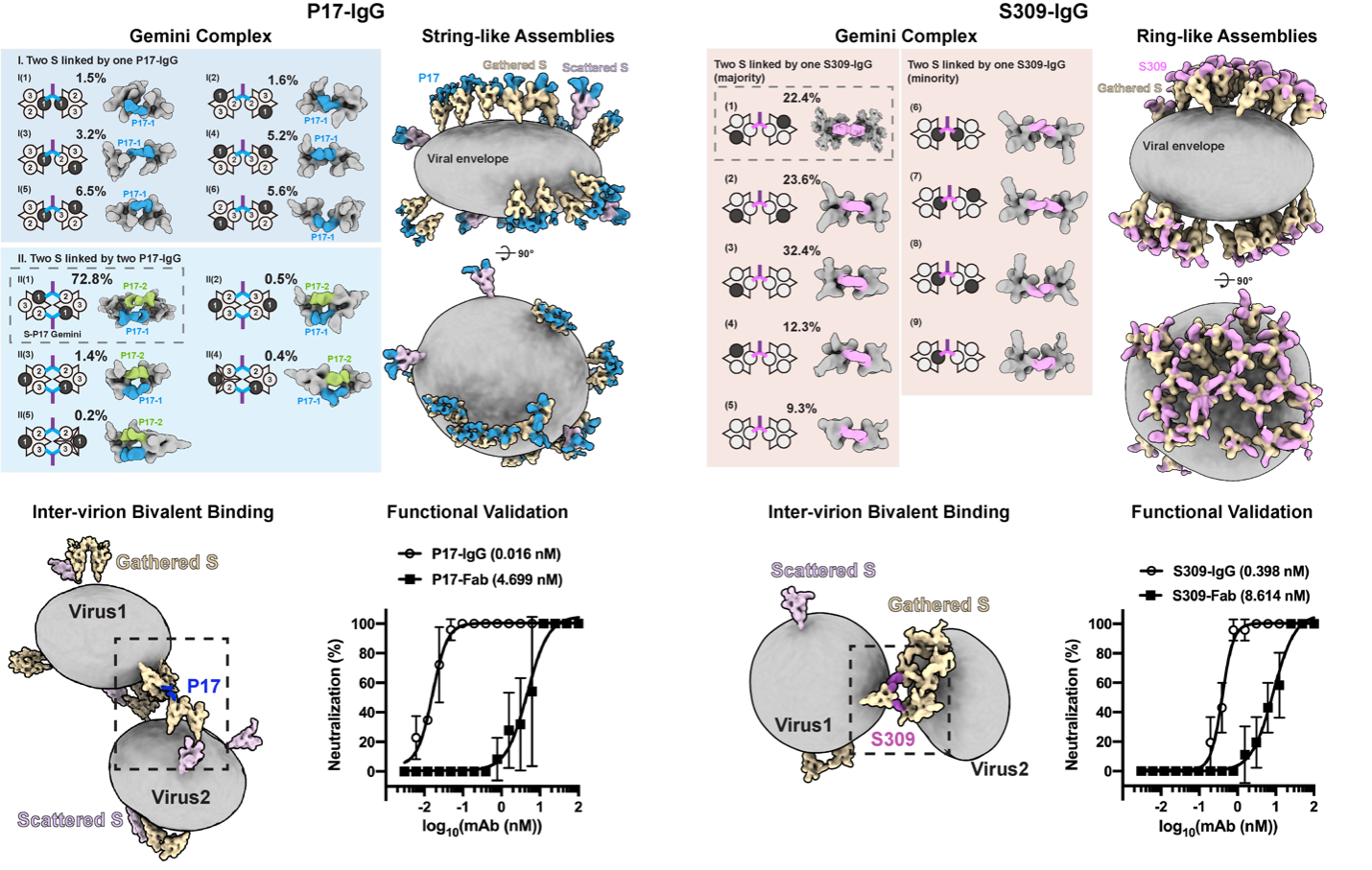 Graphical abstract: IgG bivalent binding on SARS-CoV-2 surface (Cryo-ET)